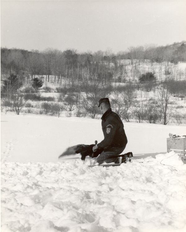 Vermont’s restoration of wild turkeys to be celebrated April 18 in Pawlet