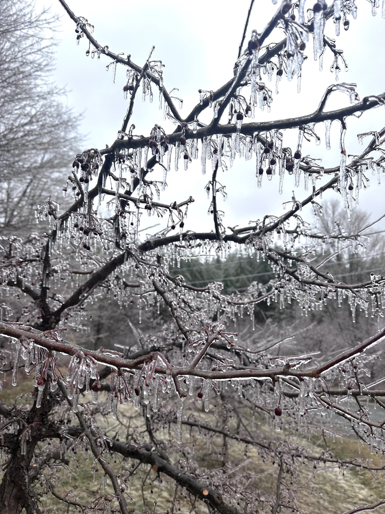 GMP photo of ice storm in central Vermont.