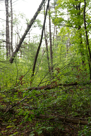 Encouraging old forest characteristics like these blowdowns is another management goal. ANR