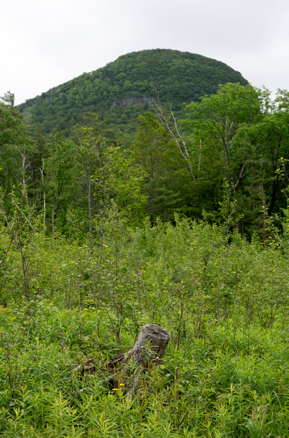 ANR maintaining young forest like this stand of quaking aspen saplings on 3-4% of the CMU is one of the LRMP’s goals