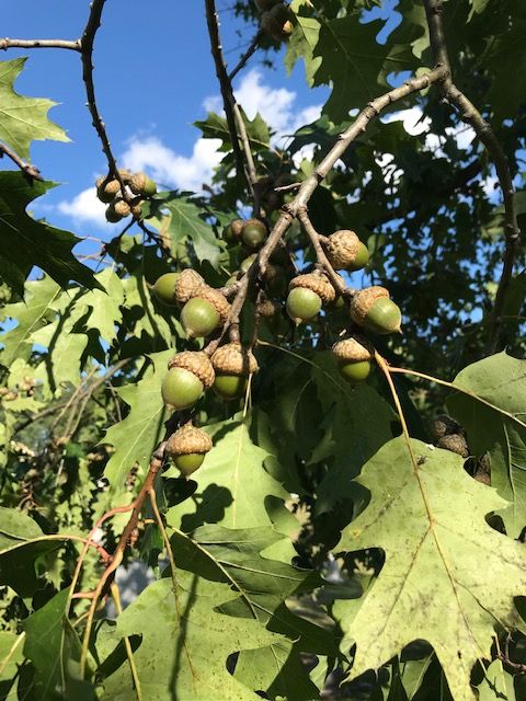 Vermont Fish and Wildlife Department biologists survey oak and beech stands around the state each fall to assess how plentiful acorns and beechnuts are because they are important fall foods for wildlife.