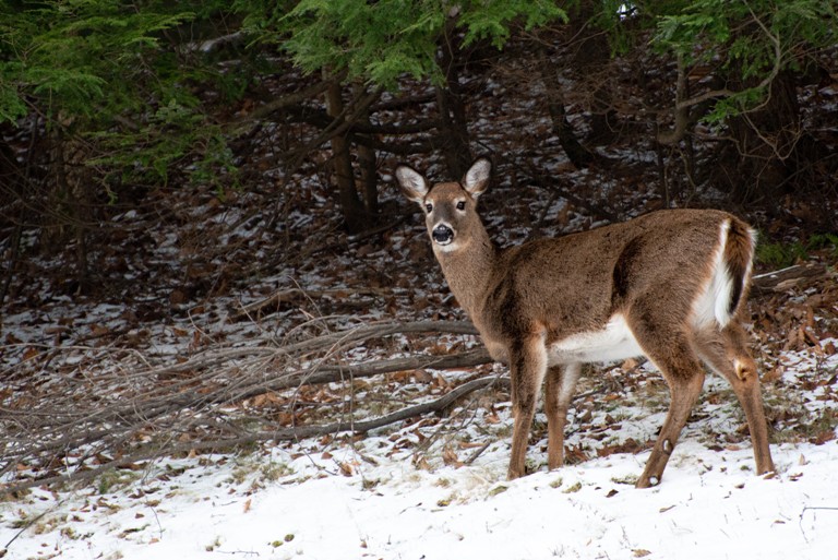 F&W Board invites public comment on proposed changes to deer, moose, turkey hunting regs