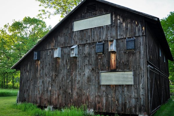 Homes for bats on Halloween