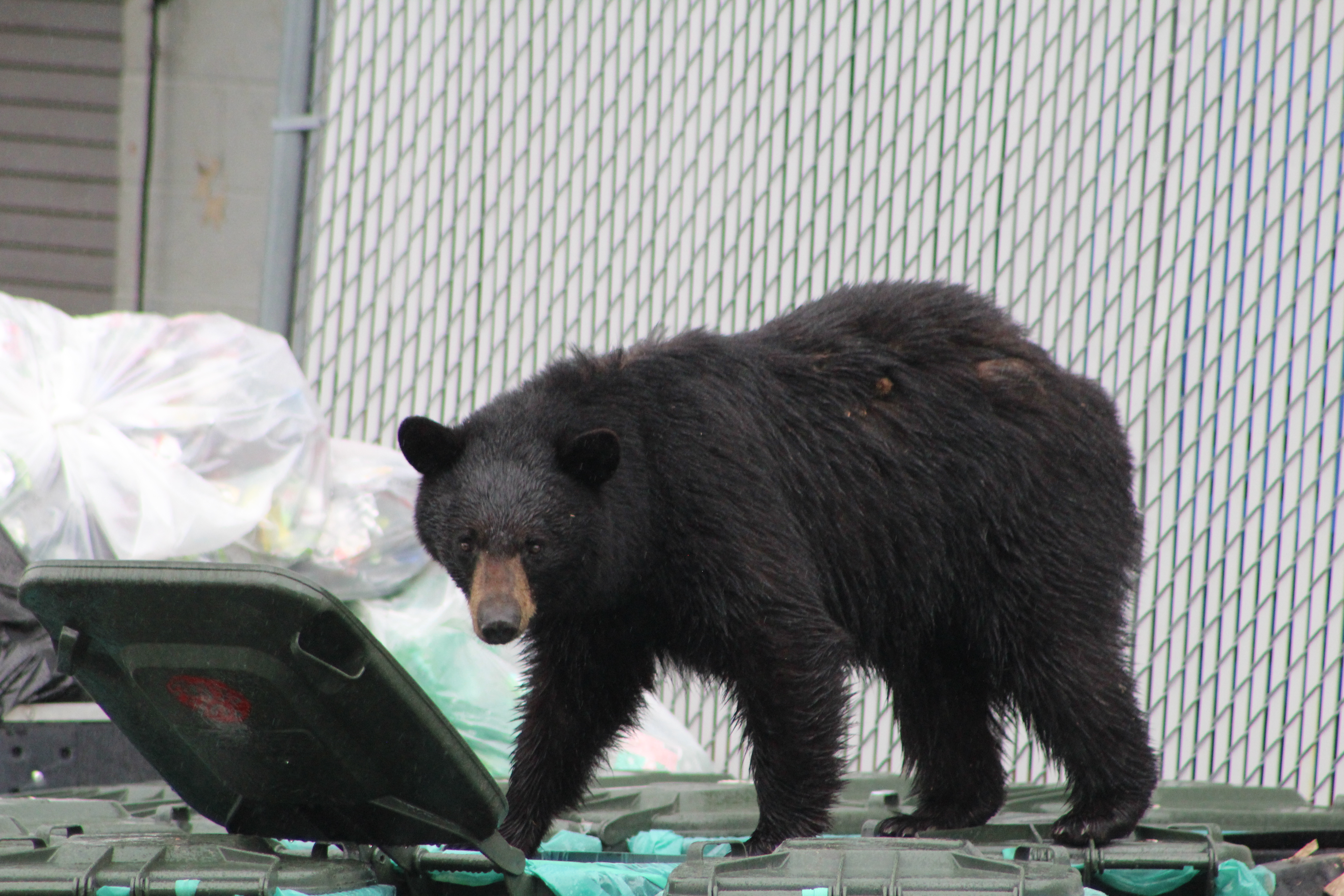 Bears are waking up, Vermonters should take down birdfeeders
