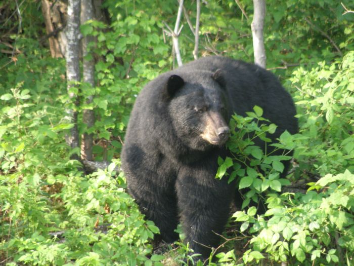 Vermont F&W hearings on bear rule changes