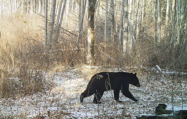 In areas where acorns or beechnuts are not abundant many of Vermont’s wildlife species will be on the move looking for alternative food options before winter, and some bears will enter winter dens early. 