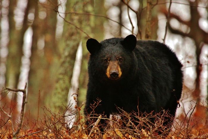 A mature black bear (public domain via the National Park Service).
