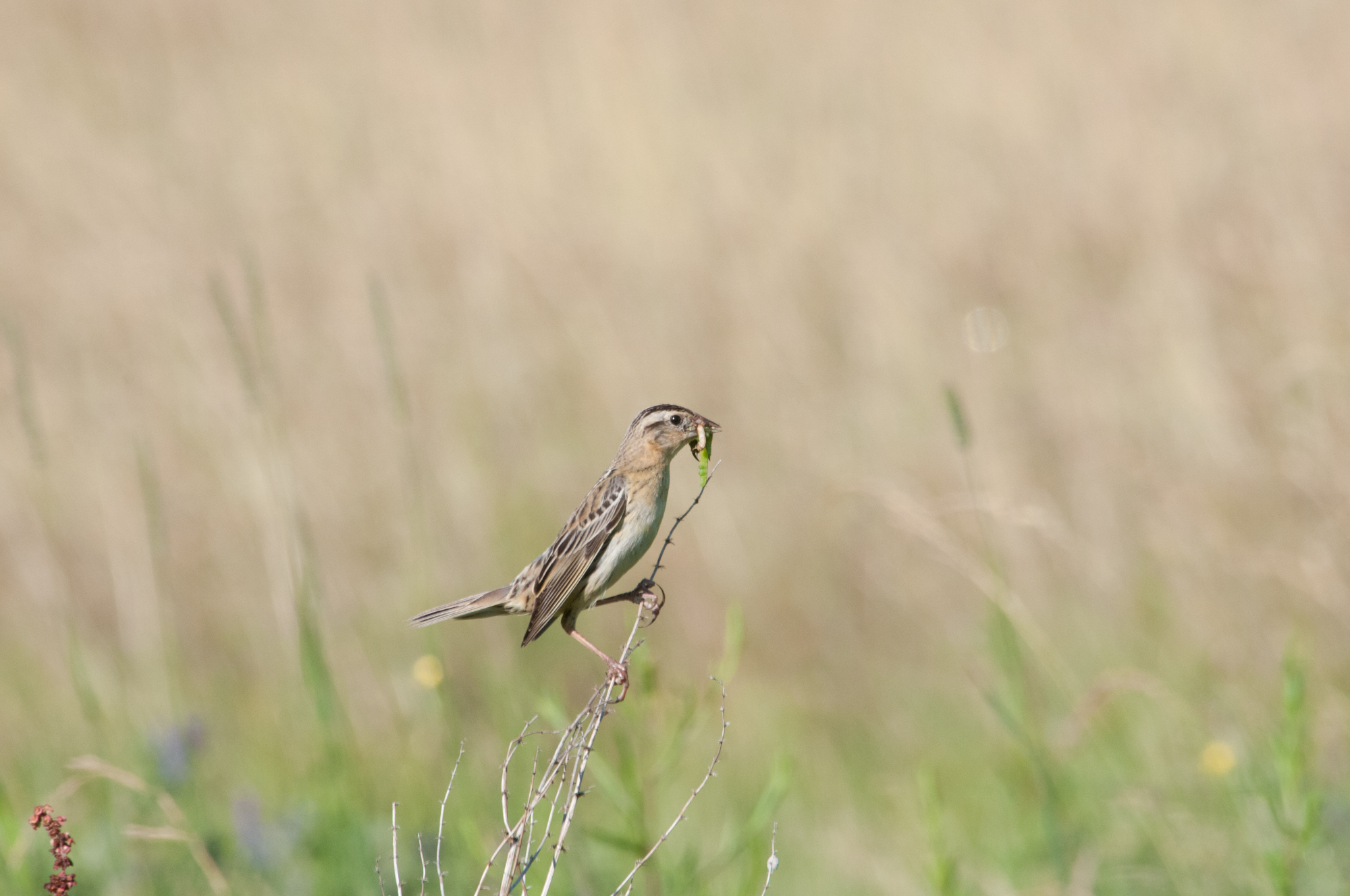 Photo: Landowners who have fields can help protect grassland birds such as bobolinks by delaying mowing until August. VTF&W photo by John Hall.