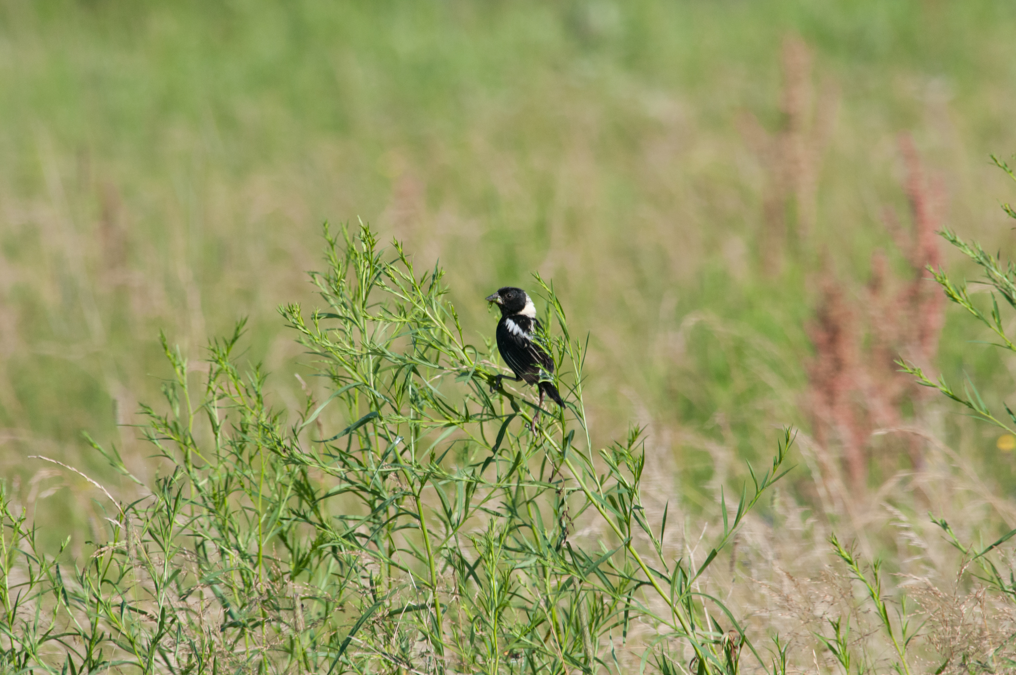 Photo: Landowners who have fields can help protect grassland birds such as bobolinks by delaying mowing until August. VTF&W photo by John Hall.