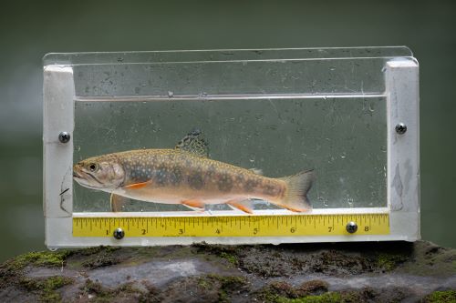 brook trout 