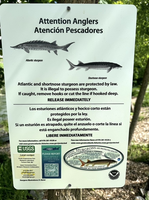 Sturgeon have been sighted in the Connecticut River below the Bellows Falls dam for the first time in more than a century. 