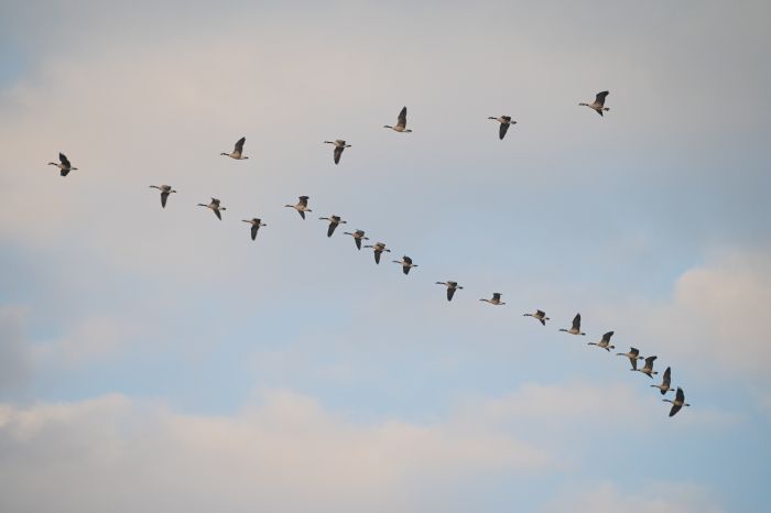 Controlled waterfowl hunt applications available