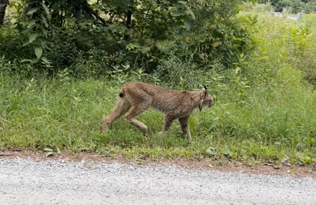 A screen capture of the Canada lynx from a video taken by Gary Shattuck of Shrewsbury, Vermont, on August 17, 2024.
