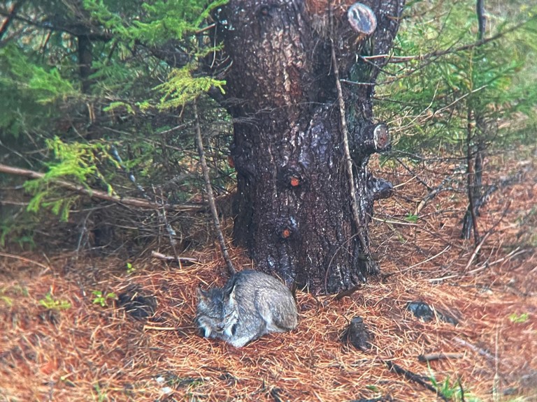 Canada lynx photographed in late September 2024, in Addison County.