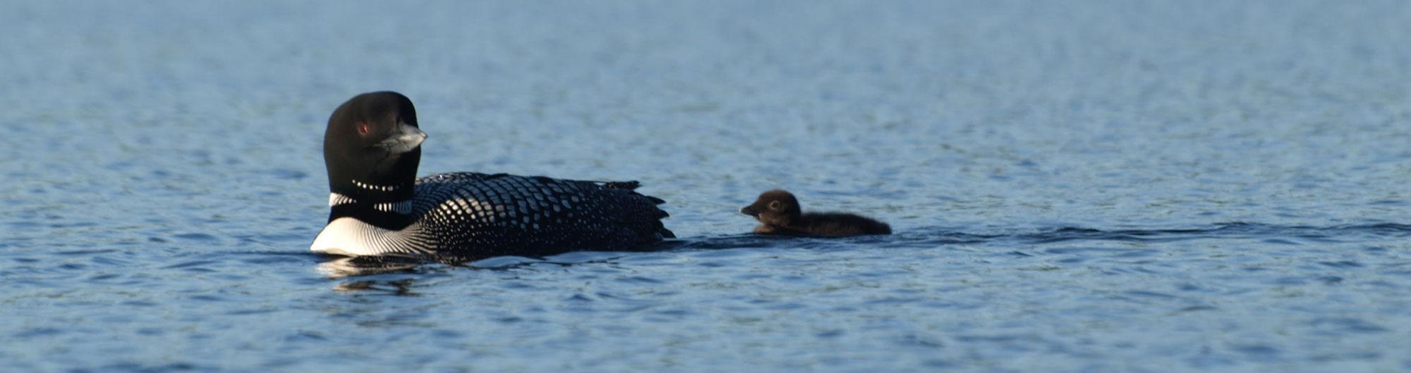 Green River Reservoir loons