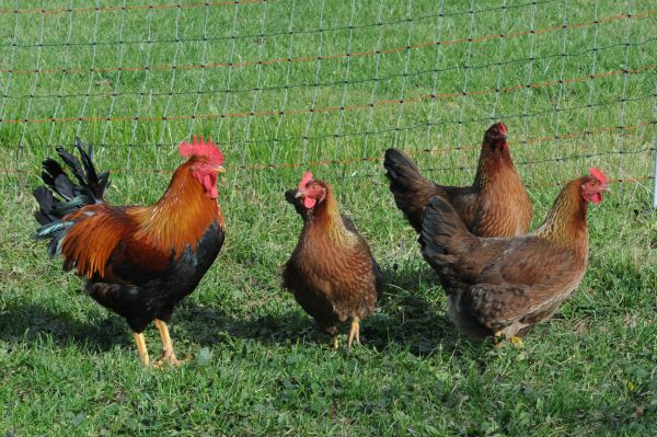 Electric fencing offers protection against chicken predation