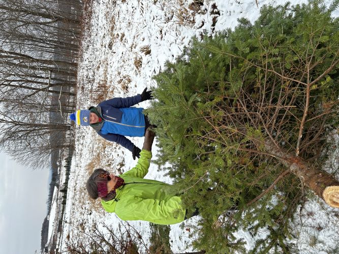 Christmas tree Isham farm Williston Dec 1 2024 