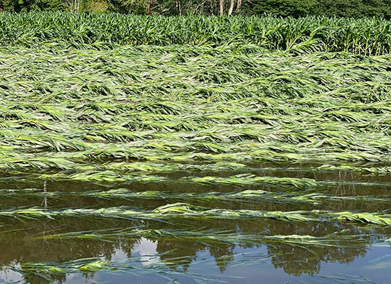 Photo: A corn field flooded in July 2023. VAAFM photo.