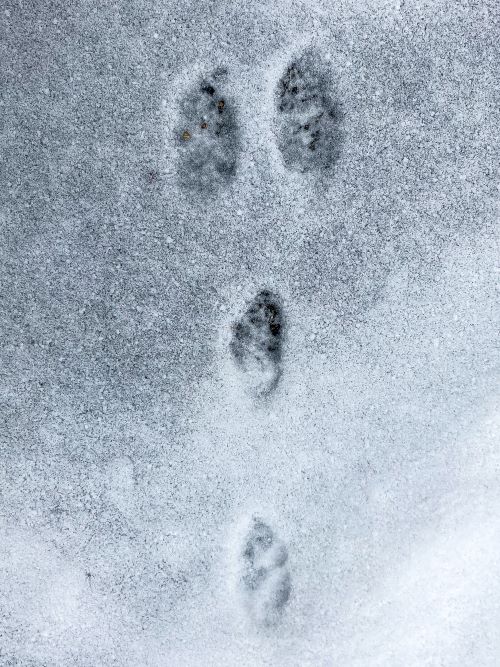 Cottontail rabbit tracks