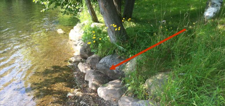 The mean water level (shown with a red arrow) is the average height of a water body over time and often marks where plants no longer grow. 
