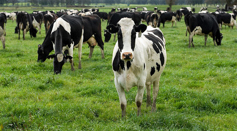 Photo: If US tariffs increase on Canadian dairy, it could make Vermont dairy products relatively cheaper by comparison and Canadian products less available overall.   Photos courtesy Scott Waterman, VAAFM.