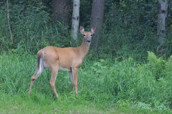 VTF&W to hold antlerless hearings May 6 and 8