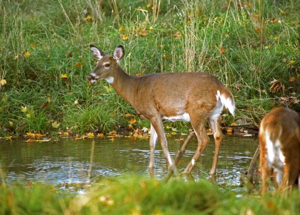 Vermont antlerless deer permit applications available