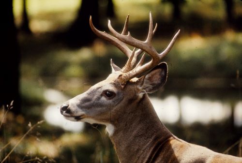 VTF&W deer photo by John Hall
