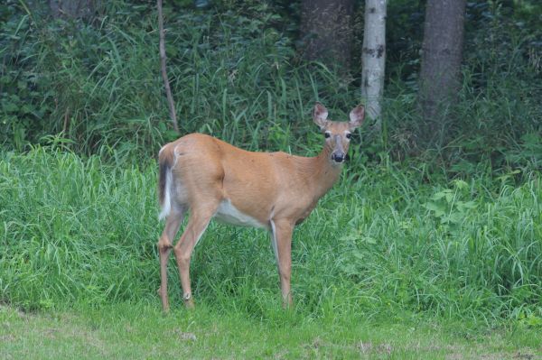 VT F&W urges hunters to help keep deer healthy