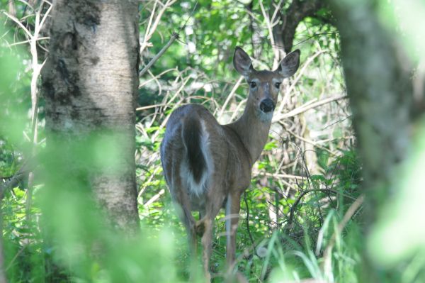 Unallocated antlerless deer permits still available