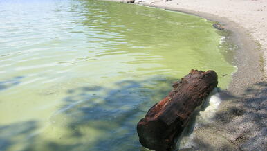 Learn how to spot cyanobacteria blooms