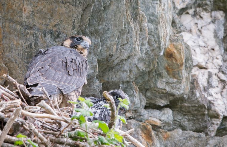 Peregrine falcon nesting season complete