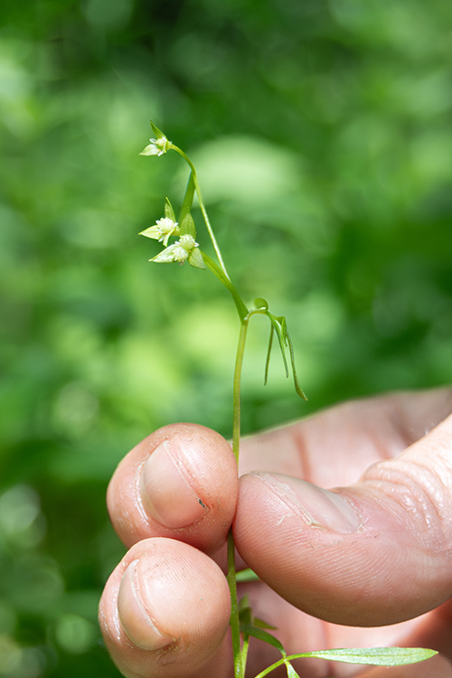 Photo: False mermaid-weed blooming along a stream bank in Addison County, Vermont. Photo credit UVM Pringle Herbarium).
