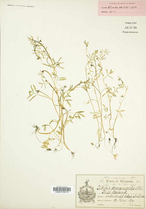 Photo: A historical record of false mermaid-weed from the Pringle Herbarium at the University of Vermont collected by Cyrus Pringle in 1879. Photo credit UVM Pringle Herbarium).