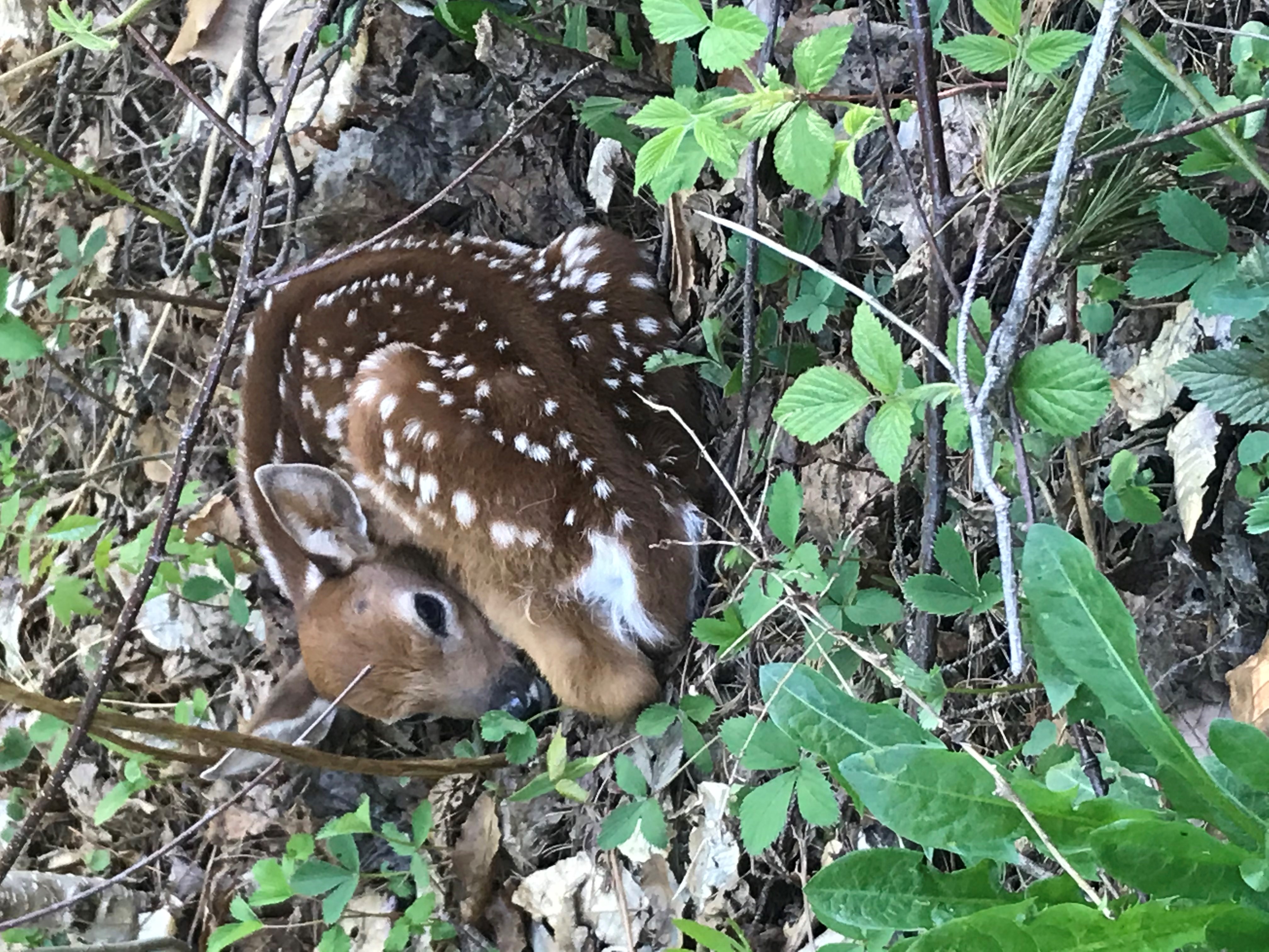 Fawns are being born now and should be left alone.