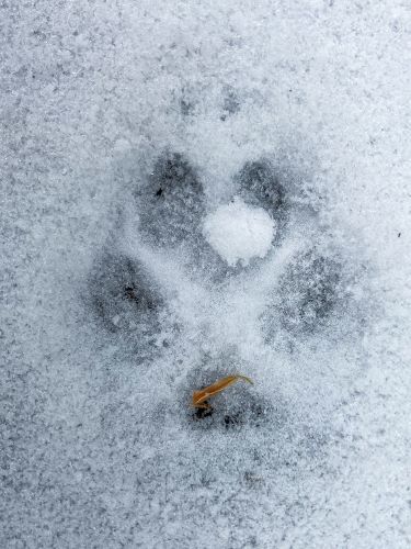 Gray Fox