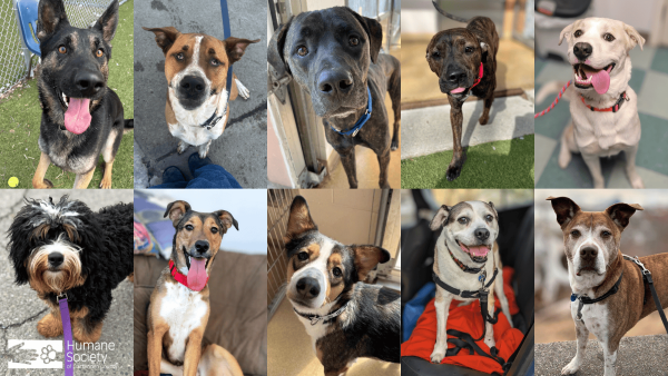 Humane Society waives dog adoption fees for 'Spring Bark'