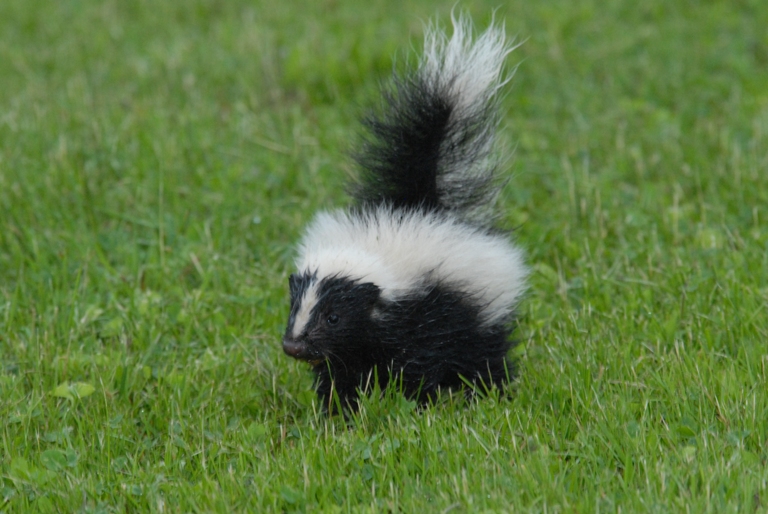Young wildlife belong in the wild, like this young skunk