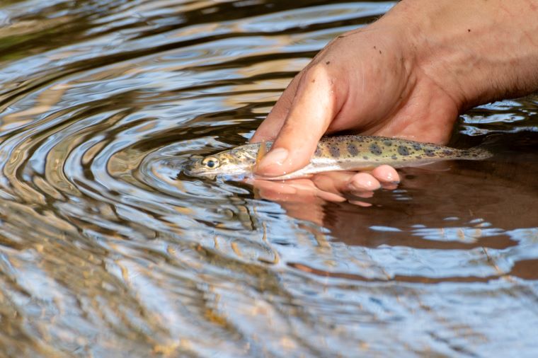 A wild rainbow trout from the Johns River is returned to the stream after a fish population assessment