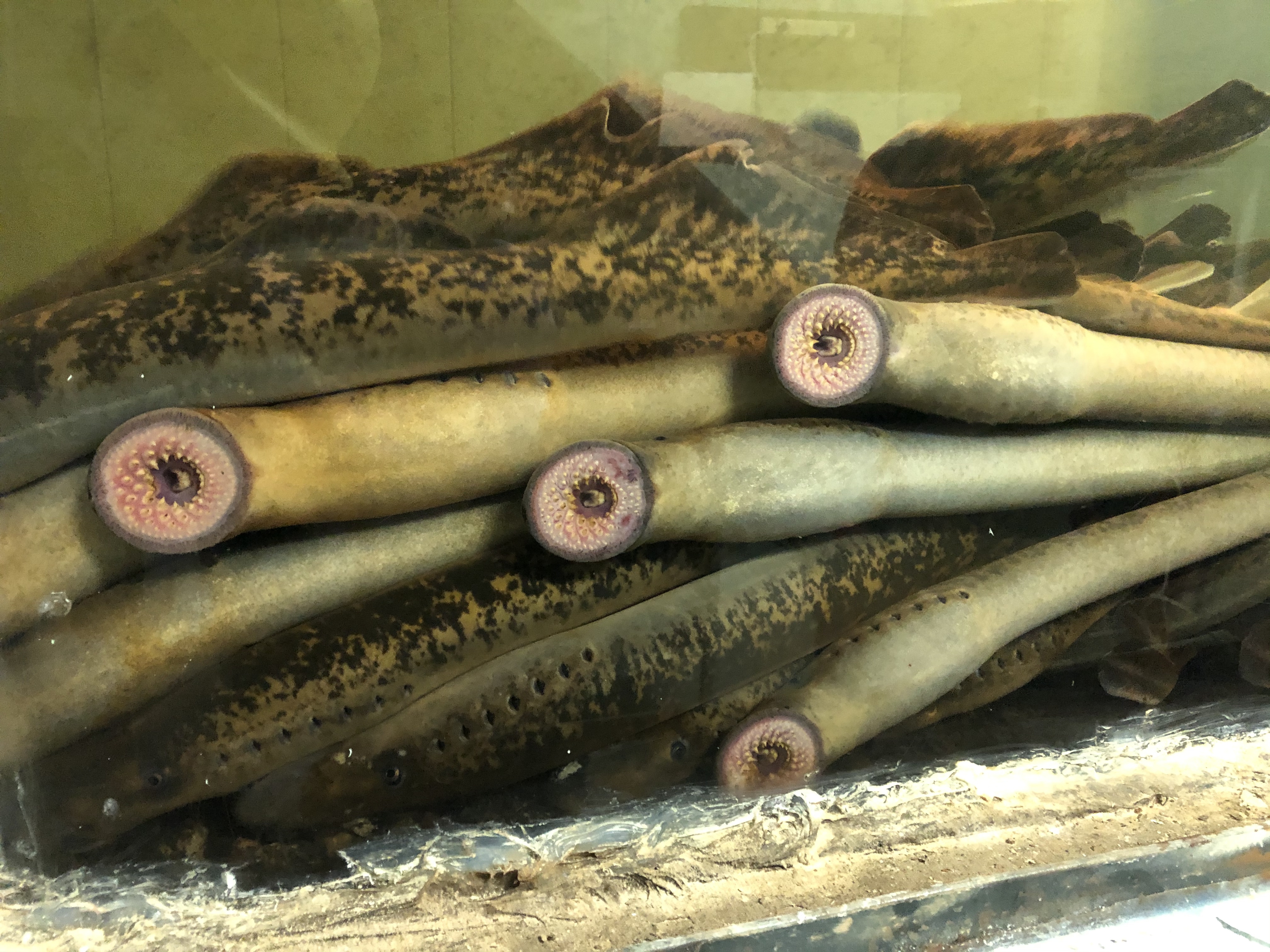 Photo: Sea lamprey are native to the Connecticut River basin and play a vital role in the ecosystem. VTF&W photo.