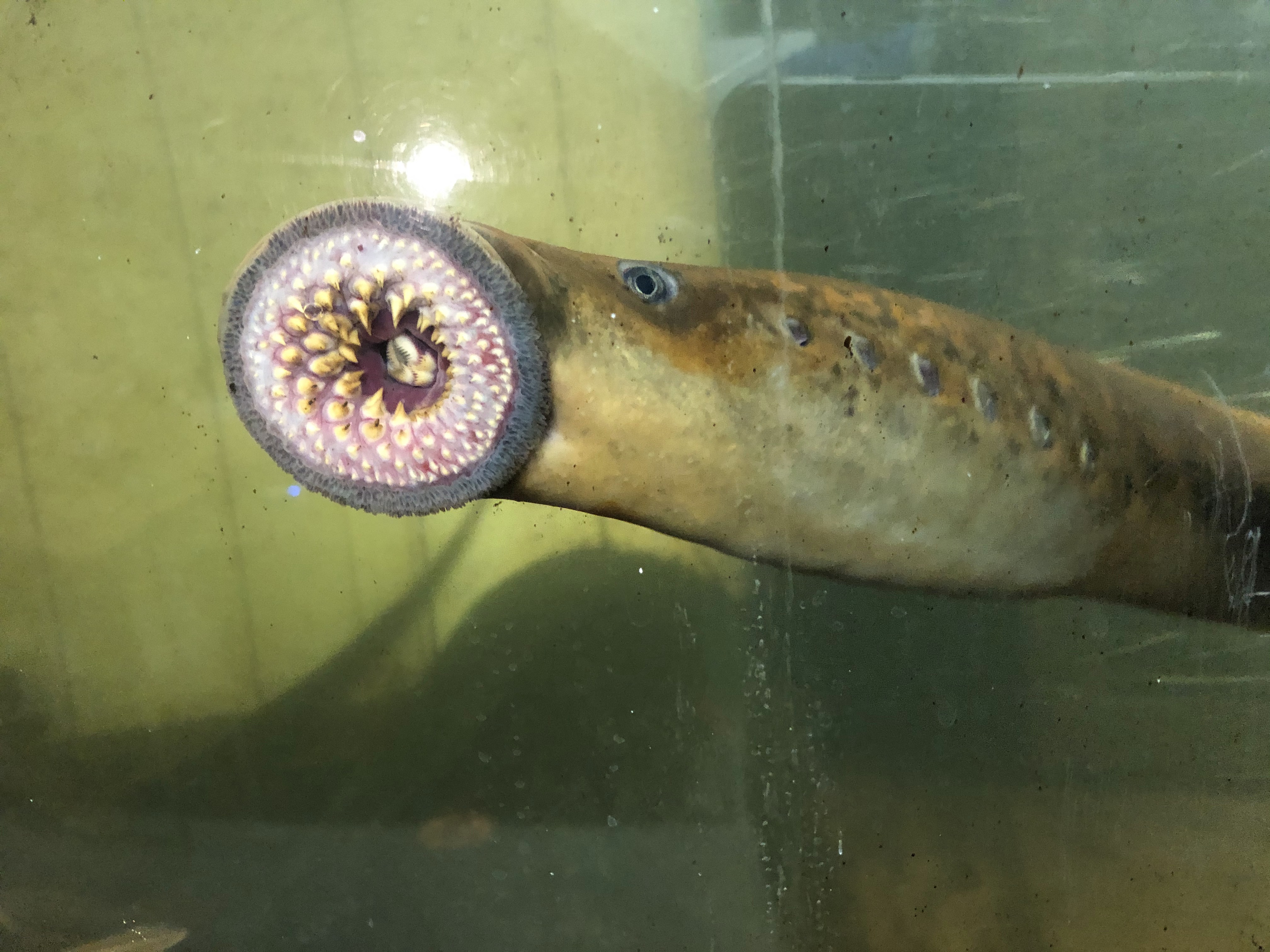 Photo: Sea lamprey are native to the Connecticut River basin and play a vital role in the ecosystem. VTF&W photo.