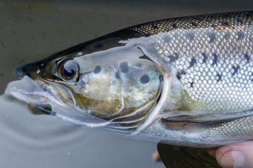 Landlocked Atlantic salmon