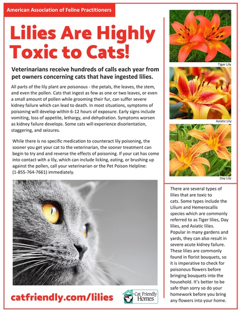 VVMA: Lilies are toxic to cats | Vermont Business Magazine