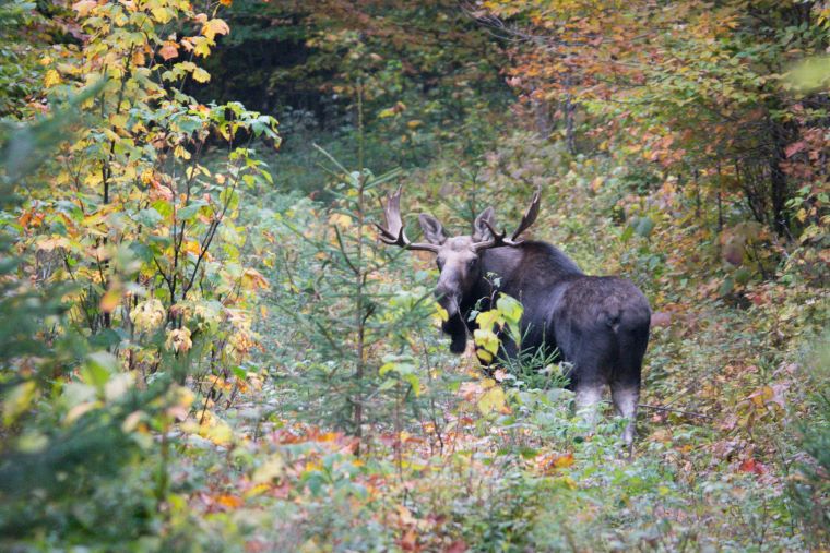 VTF&W photo: The deadline to apply for a 2024 Vermont moose hunting permit is June 19. 