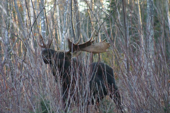 Vermont moose hunting permit winners are drawn