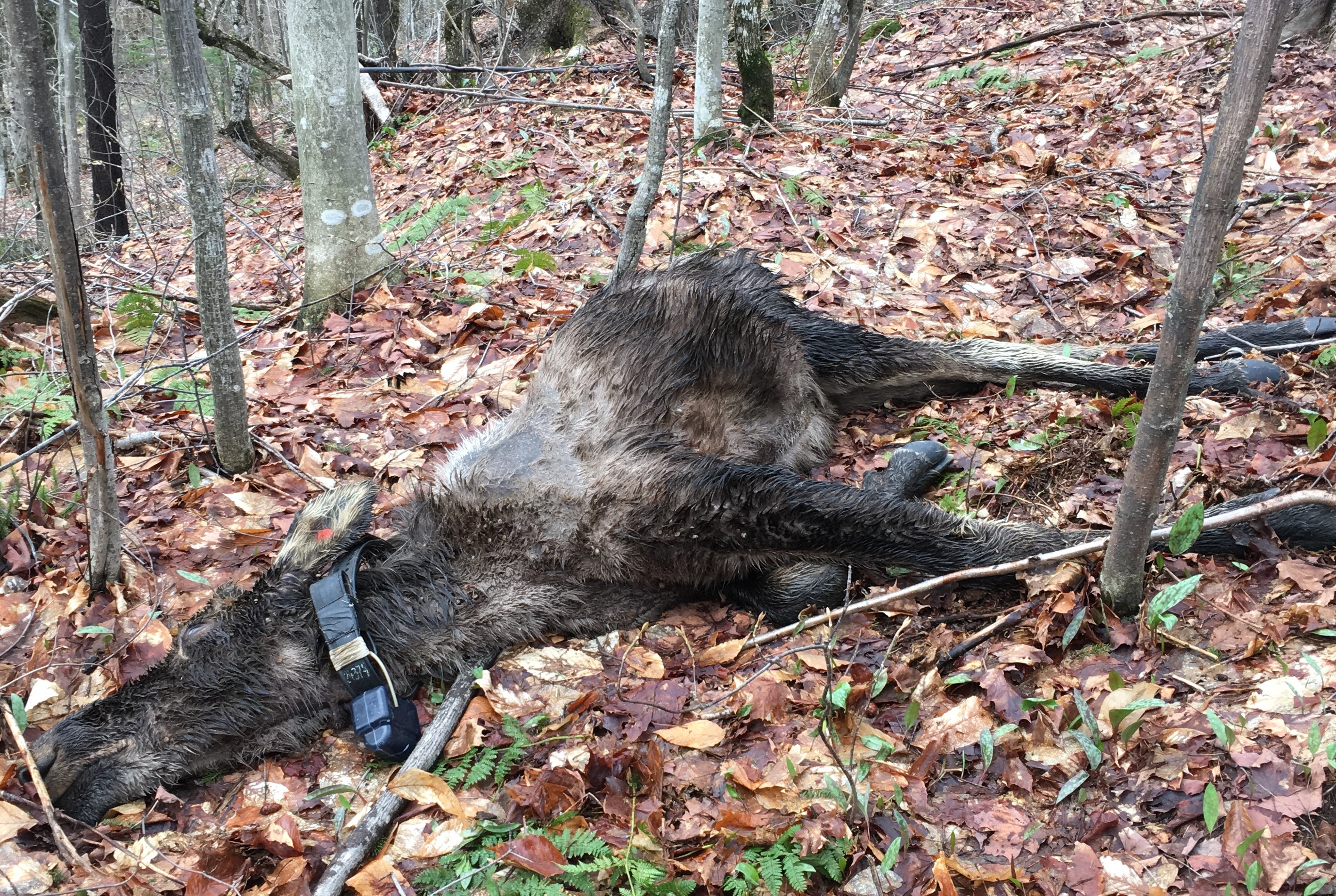 Fish and Wildlife Proposes 2026 Moose Permit Allocation