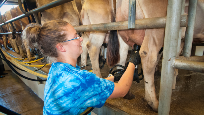 Major $800,000 grant program to support Northeast dairy workforce