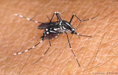 State increases mosquito surveillance and strongly urges Vermonters to prevent mosquito bites 