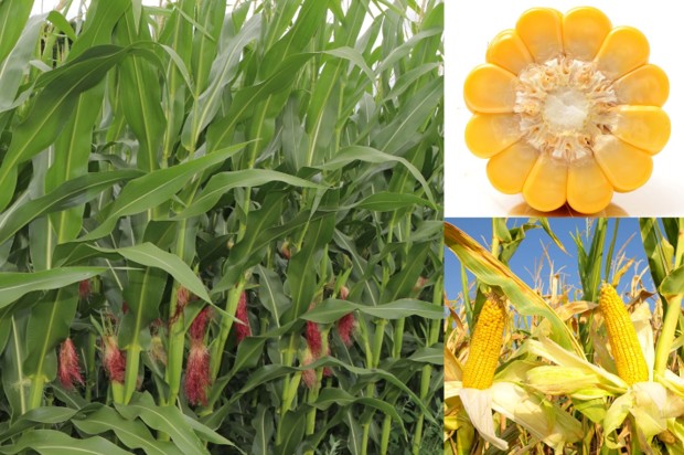 NutriHarvest highlights yield gains