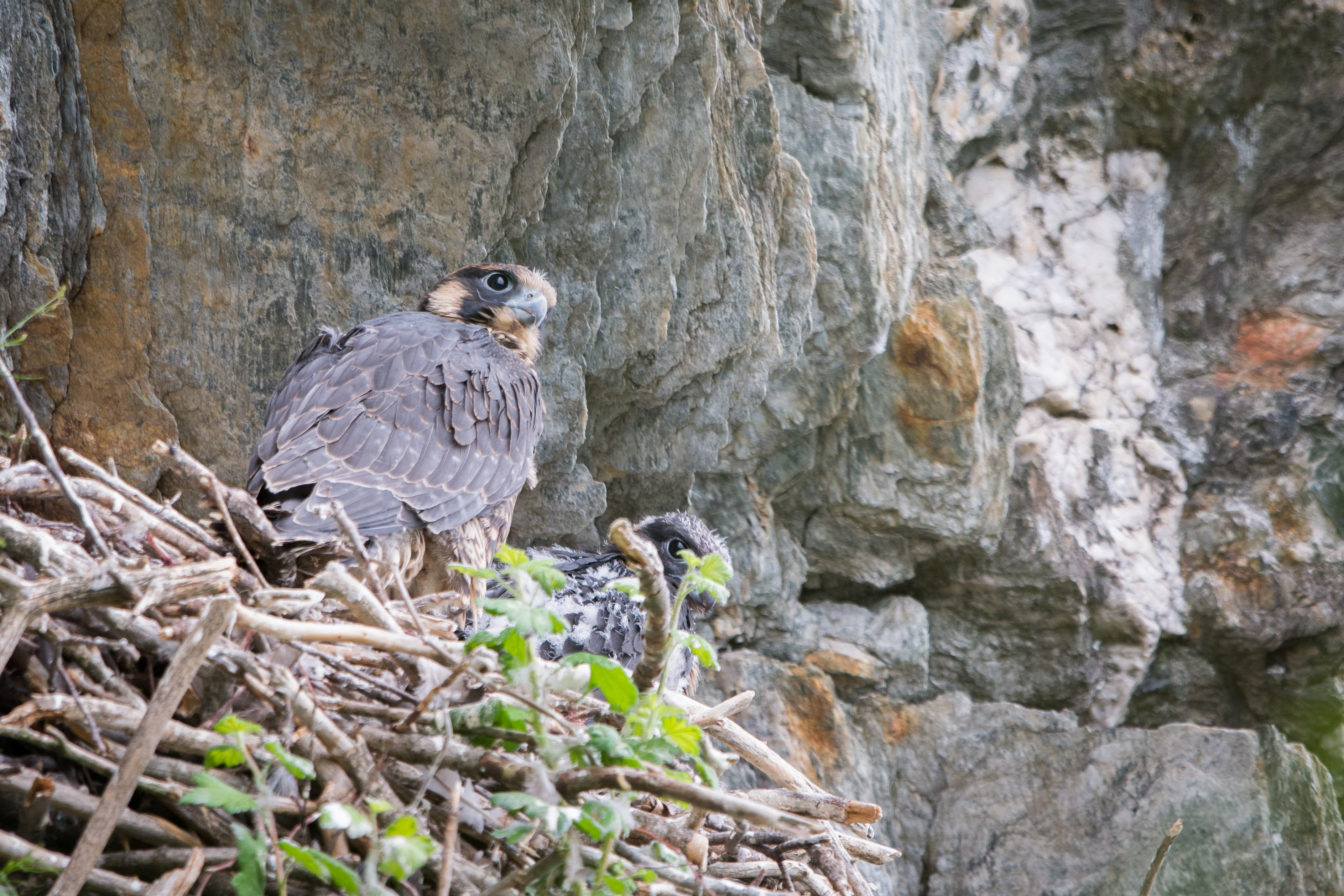 ikers and climbers can help nesting peregrine falcons by avoiding several Vermont cliff areas this spring and early summer. 